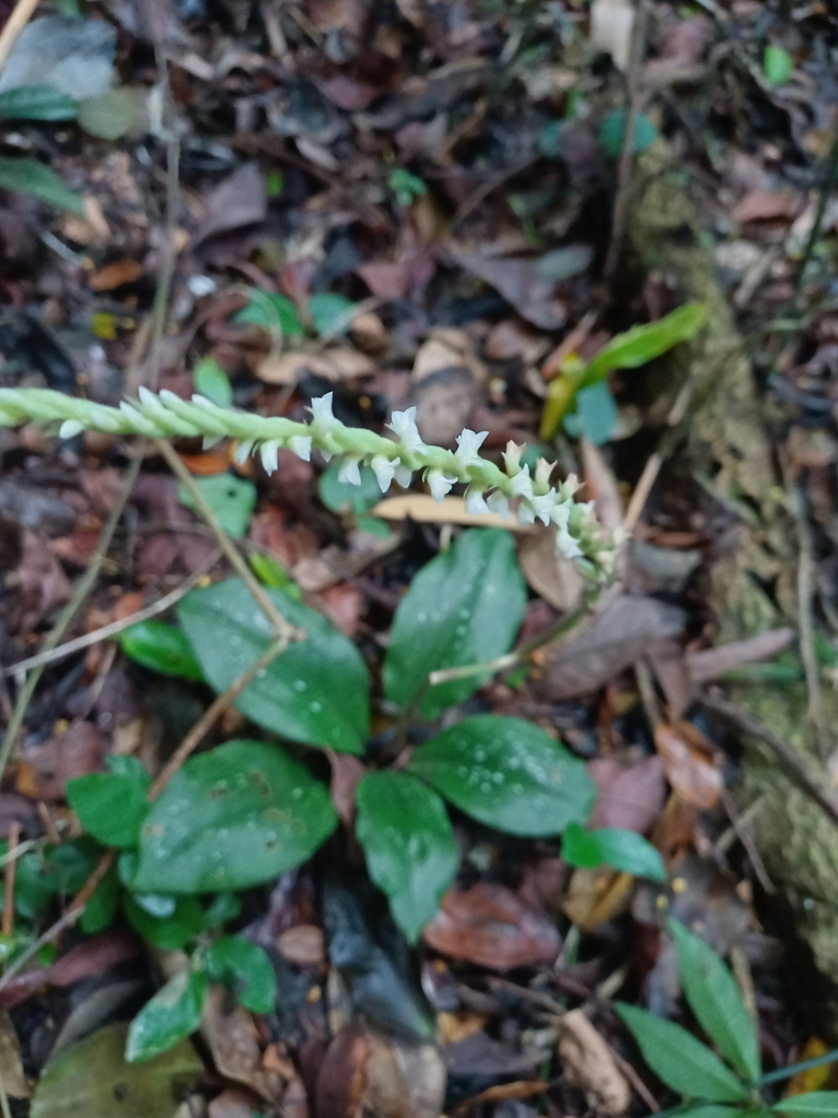 Mesadenella pumila