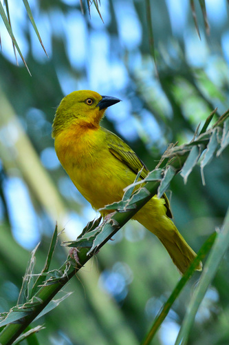 Holub's Golden-Weaver