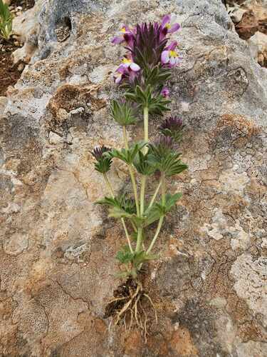 Parentucellia floribunda