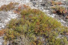 Diastella proteoides