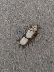 Pseudocotalpa giulianii