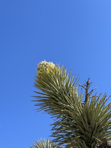 Eastern Joshua tree