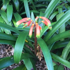 Clivia gardenii