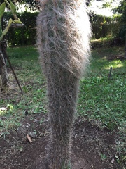 Oreocereus