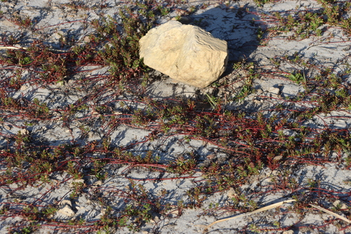 Image of Laurembergia repens by (c) Tony Rebelo, some rights reserved (CC BY-SA)