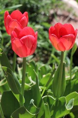 Tulipa