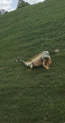 Iguana iguana