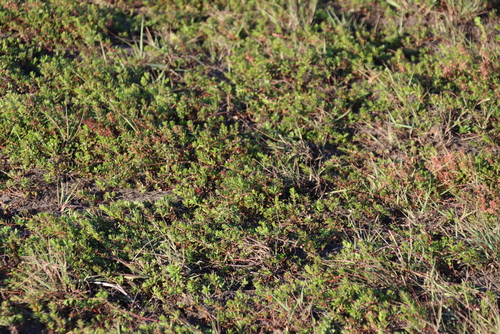 Image of Laurembergia repens by (c) Tony Rebelo, some rights reserved (CC BY-SA)