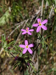 Leptosiphon latisectus