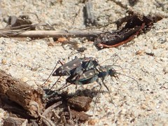 Cicindela oregona oregona