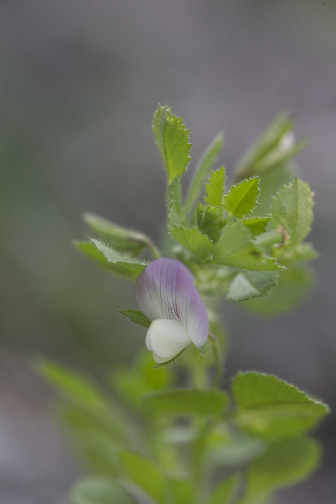 Ononis laxiflora
