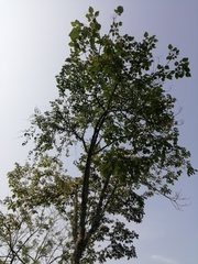 Heliocarpus appendiculatus