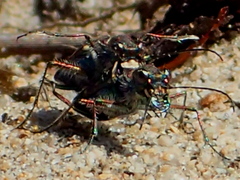 Cicindela oregona oregona
