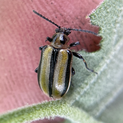 Three-lined Lema Beetle photo 5