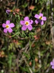 Leptosiphon latisectus