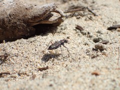 Cicindela oregona oregona