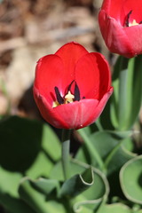 Tulipa
