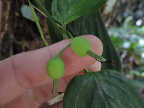 Maranta divaricata (Maranta divaricata)