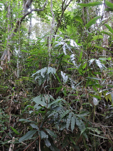 Salpichlaena volubilis, photograph 3