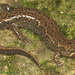 Savannah Dusky Salamander - Photo (c) Todd Pierson, some rights reserved (CC BY-NC-SA)
