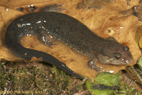 Savannah Dusky Salamander