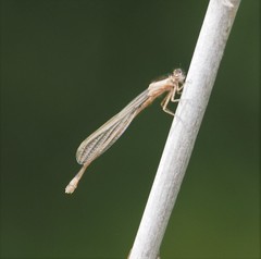 Ischnura genei