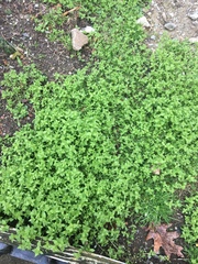 Myricaceae