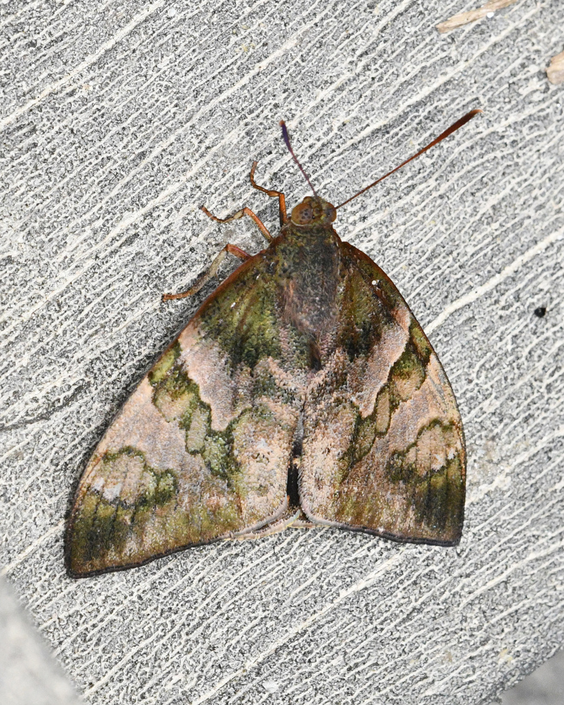 Synpalamides orestes