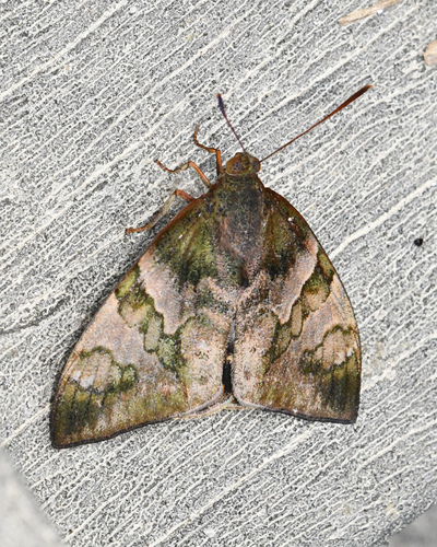 Synpalamides orestes