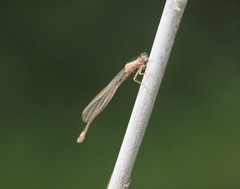 Ischnura genei