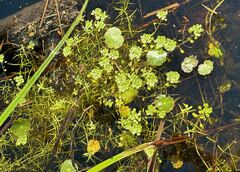 Callitriche heterophylla image