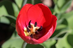 Tulipa