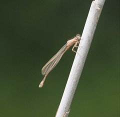 Ischnura genei