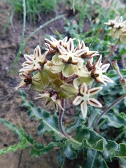 Asclepias crispa