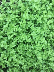 Myricaceae
