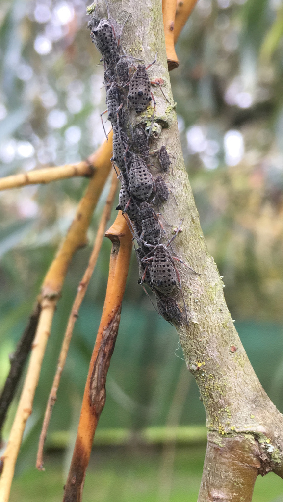 Giant Willow Aphid from Vernon, Normandie, FR on November 5, 2022 at 04 ...