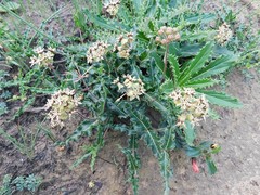 Asclepias crispa