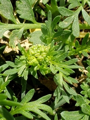 Lepidium sordidum