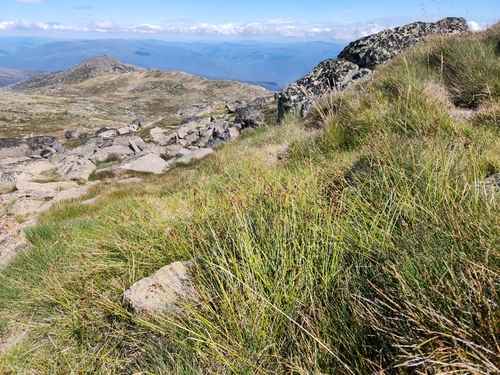 Carex austrocompacta observed 2024-03-19