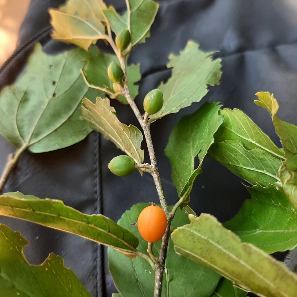 Celtis flumeniana