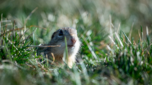 Thirteen-lined Ground Squirrel photographed in Iowa