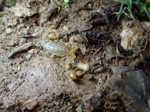 Gadim Slender-tailed Scorpion photo 4