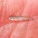 Notropis megalops - Photo 由 Fishes of Texas team 所上傳的 (c) Fishes of Texas team，保留部份權利CC BY-SA