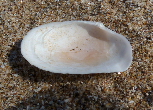 Psammotreta brevifrons, 2024-03-19