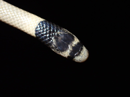 Dark-headed Dwarf Racer
