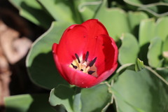 Tulipa