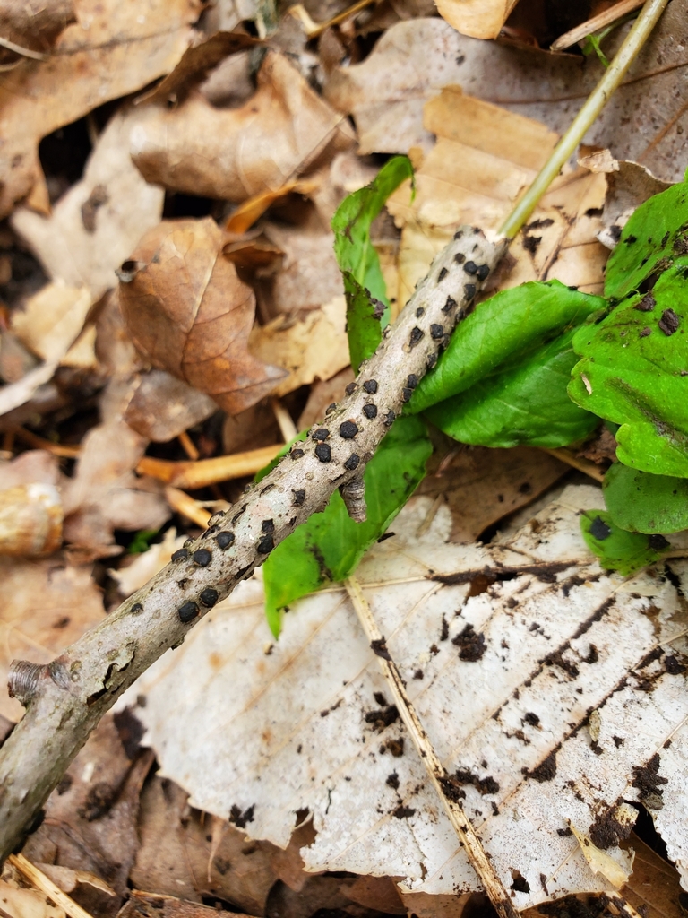 Diatrype sp. 'IN01'