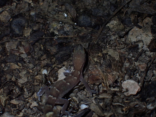 Banded Dwarf Gecko