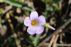 Oxalis caprina