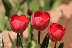 Tulipa